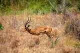 Fototapeta Sawanna - Antelope impala in the savannah
