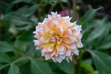 Canvas Print - orange dahlia flower