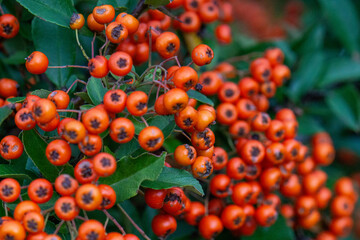 Wall Mural - red berries of viburnum