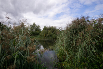 Wall Mural - grass and water