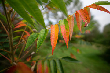 Canvas Print - red and green leaves