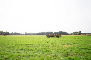 Canvas Print - cows in a field