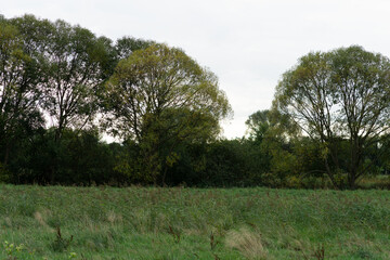 Wall Mural - trees in the field