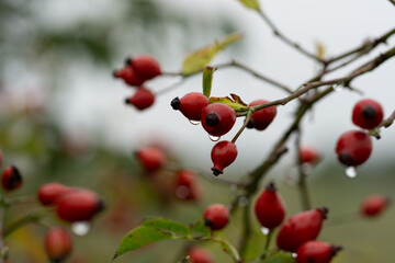 Wall Mural - red berries on a branch