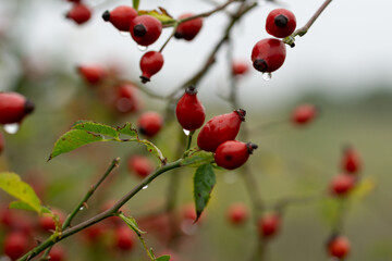 Wall Mural - red berries in autumn