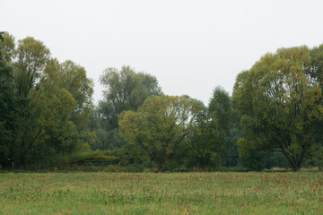 Wall Mural - trees in the park