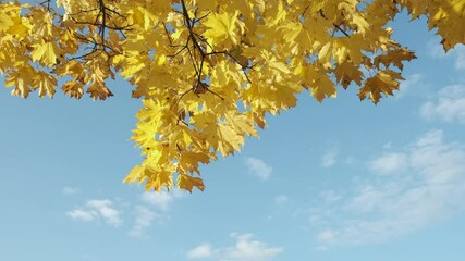 bright autumn sky background with maple tree branch on the wind
