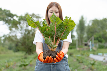 Female gardener concept a young female gardener using two hands to hold the plant in healthy looking after uprooting from the vegetable bed