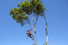 Man Cutting Down A Big Tree