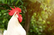 Rooster crowing on the farm in the morning. Selective focus