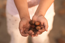 acorns full of children's hands in autumn