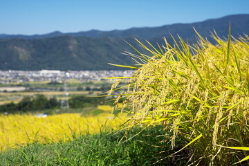 秋の棚田の収穫期の美しい風景
