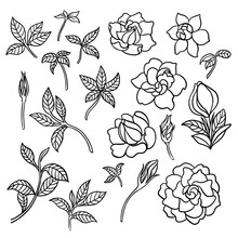 Vector Gardenia Flowers With Leaves And Buds. Flower Silhouette.