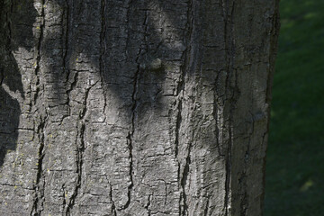 Wood texture, shadow of foliage, on a background of grass