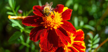Close-up Of A Bee On A Marigold On A Blurred Background