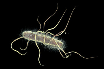 Poster - Escherichia coli bacteria, 3D illustration