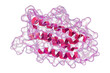 Molecular model of human erythropoietin