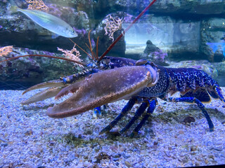 Poster - Homard bleu dans un aquarium