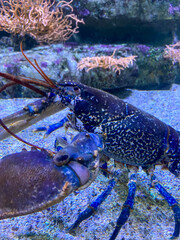 Poster - Homard bleu dans un aquarium