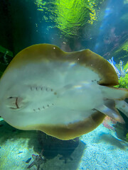 Poster - Raie d'un aquarium