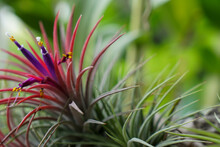 Closeup Tillandsia Ionantha Flowers Blur Background.