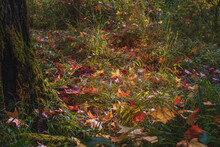 View Of The Autumn Forest And Meadow On A Sunny Day. Red And Yellow Leaves Lie In The Green Grass Next To The Trunk Of A Tree Covered With Moss On An Autumn Sunny Day.