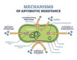Mechanisms of antibiotic resistance outline diagram, illustrated example. Alternation of drug target, activation of drug efflux pumps, inhibition of drug uptake and inactivation of drug by enzymes.