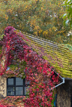 Old House Covered With Red Vine And Moss On Roof