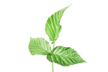 fresh green leaf of raspberry bush isolated on white background