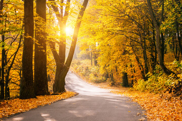 Poster - Picturesque view of the autumn road through the forest with sunlight.