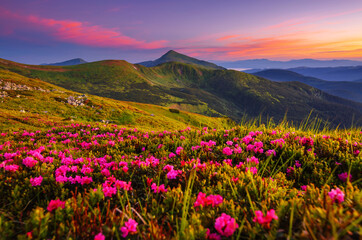 Fotobehang - Perfect pink flowers rhododendrons at sunset.