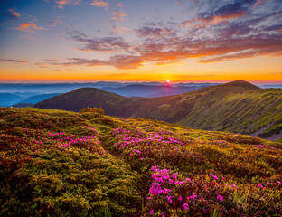 Wall Mural - Perfect pink flowers rhododendrons at sunset.