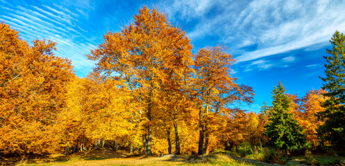 Wall Mural - panorama of autumn forest landscape - big yellow orange trees in autumnal forest
