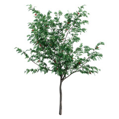 Wall Mural - 3d rendering rowan tree on white