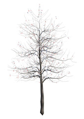 Wall Mural - 3d rendering rowan tree on white