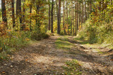 Fototapeta Na ścianę - forest road, forest path, road, path, forest, trees, autumn