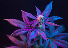Cannabis With Purple Leaves Isolated On A Black Background. Flowering Marijuana With Vibrant Foliage And Bud Flower