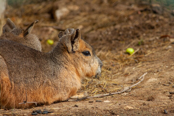 Close-up shot of Patagonian mara sitting on the ground.