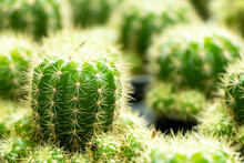 Green Color Cactus In Plant Pot With Another As Background
