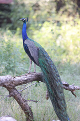 Poster - Closeup shot of a peacock on a tree in a forest