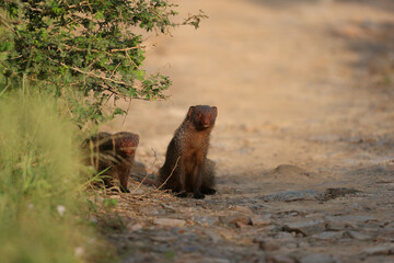 Poster - Mongooses on a way in a forest