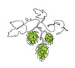 Hop twig vector sketch. One continuous line art drawing of green cones. Branch of hops, minimalist art illustration
