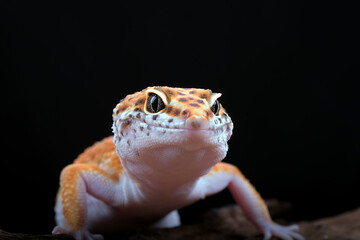 Wall Mural - leopard gecko isolated on black background