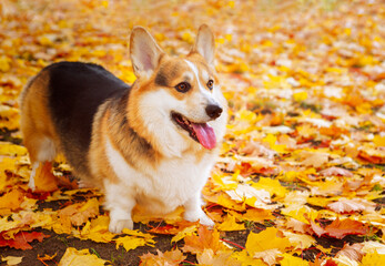 Wall Mural - A healthy adult corgi stands in the autumn leaves. Full-length portrait. Tricolor Welsh Corgi Pembroke.