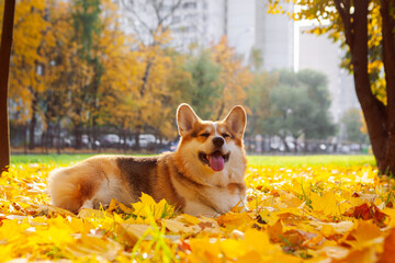 Wall Mural - Autumn city landscape with corgi. The dog lies on the foliage in the rays of the autumn sun. Tricolor Welsh Corgi Pembroke.
