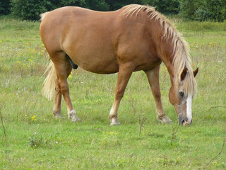 Poster - Closeup shot of a brown horse in the field