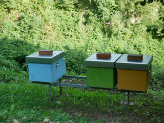 Hives in an apiary surrounded by green grass