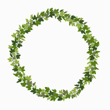 Ivy Wreath, Green Creeper Circle Frame Isolated On White Background. Vector Illustration In Flat Cartoon Style..