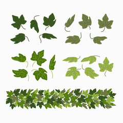 Wall Mural - Ivy leaves, and green liana border, isolated on white background. Vector illustration in flat cartoon style.