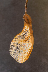 Wall Mural - Close-up of a maple seed on a plain background